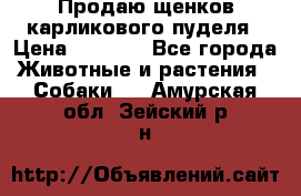 Продаю щенков карликового пуделя › Цена ­ 2 000 - Все города Животные и растения » Собаки   . Амурская обл.,Зейский р-н